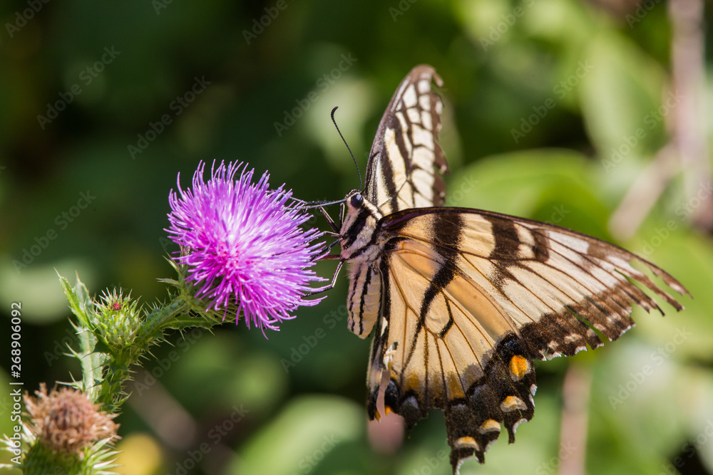 Butterfly, Newton Hills State Park, South Dakota Butterfly, Newton Hills State Park, South Dakota