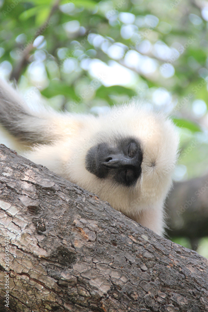 Obraz premium Sleeping Asian black face monkey