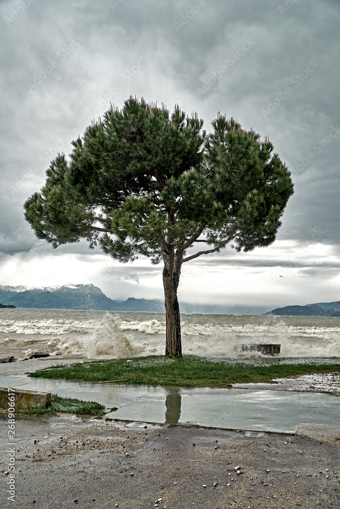 the waves breaks on the embankment of Lake Garda during a storm and pours a lonely tree
