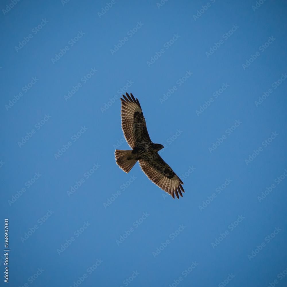 mighty eagle flying high in the beautiful blue cloudy sky showing its silhouette in spring mighty eagle flying high in the beautiful blue cloudy sky showing its silhouette in spring