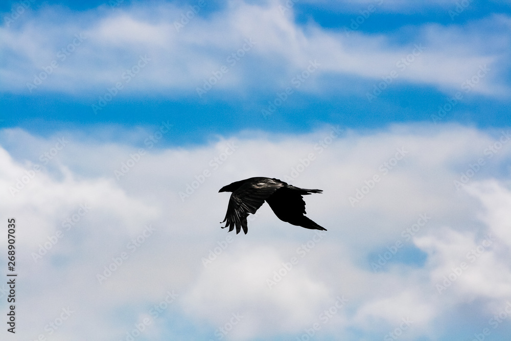 black raven flying high in the beautiful blue cloudy sky showing its silhouette in spring black raven flying high in the beautiful blue cloudy sky showing its silhouette in spring