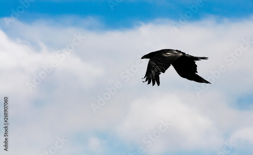 black raven flying high in the beautiful blue cloudy sky showing its silhouette in spring
