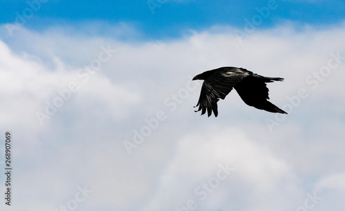 black raven flying high in the beautiful blue cloudy sky showing its silhouette in spring