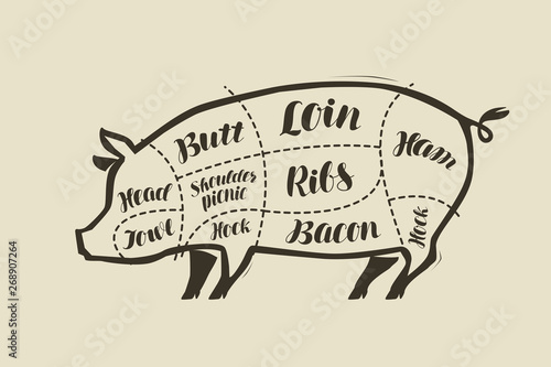 Pig meat cutting. Menu for restaurant or butcher shop. Vector vintage