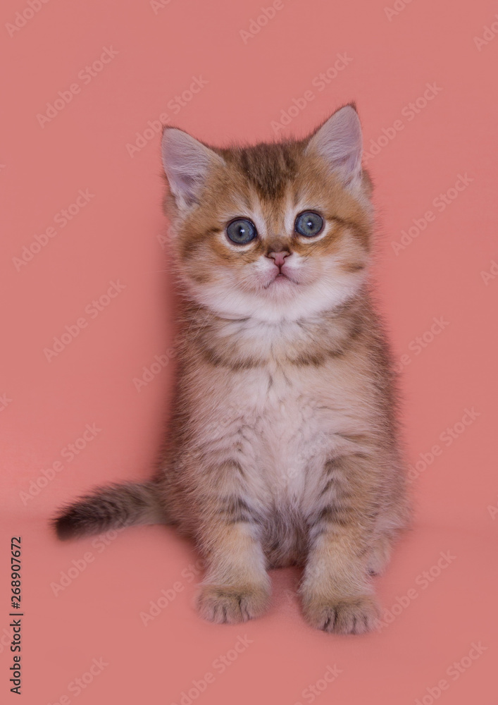 background, straight, cat, kitten, white, scottish, cute, funny, domestic, pet, tail, british, portrait, beautiful, wooden, purebred, young, isolated, pretty, brown, hair, animal, looking, small, play