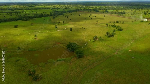 High altitide aerial drone shot over a pasture filled with cattle in South America photo