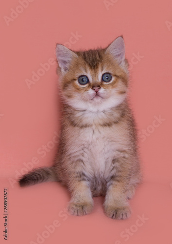 Fototapeta Naklejka Na Ścianę i Meble -  background, straight, cat, kitten, white, scottish, cute, funny, domestic, pet, tail, british, portrait, beautiful, wooden, purebred, young, isolated, pretty, brown, hair, animal, looking, small, play