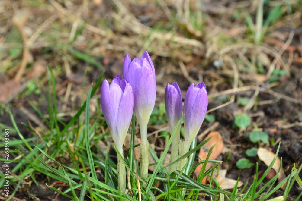 Closeup photograph of purple crocuses. Closeup photograph of purple crocuses.