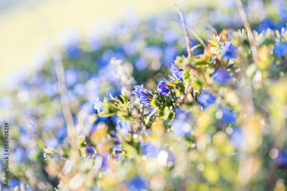 Fototapeta premium Beautiful flowers on meadow with bokeh
