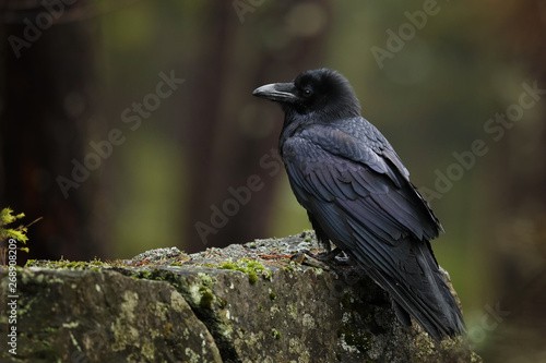 Common raven is the largest perching bird in Europe - Corvus corax