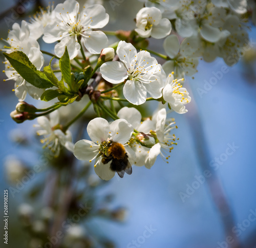 Beautiful flowers. Fresh green plants