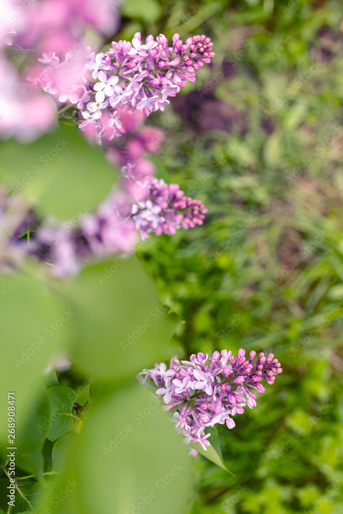 Lilac flowers bunch over blurred background. Beautiful violet Lilac flower. Nature background. Lilac flowers bunch over blurred background. Beautiful violet Lilac flower. Nature background.