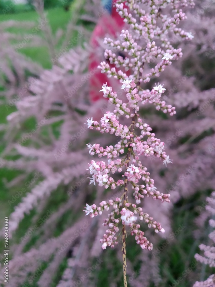 Obraz premium Flower