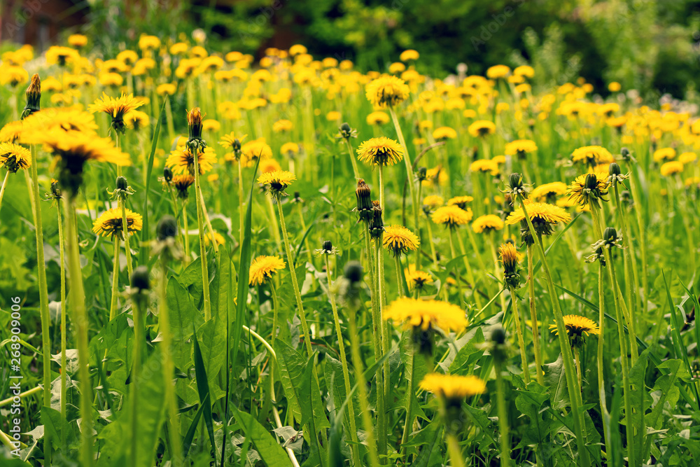 Fototapeta premium Green Field with yellow dandelions at sunny day, spring time.