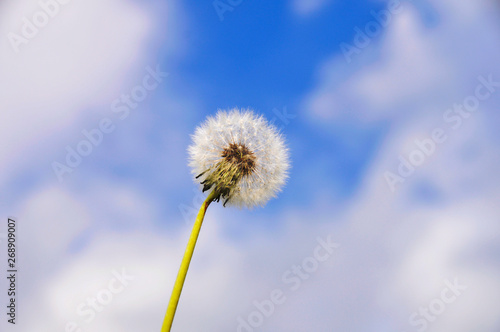 Dandelion seed head against the blue sky with white clouds. Beautiful dandelion 