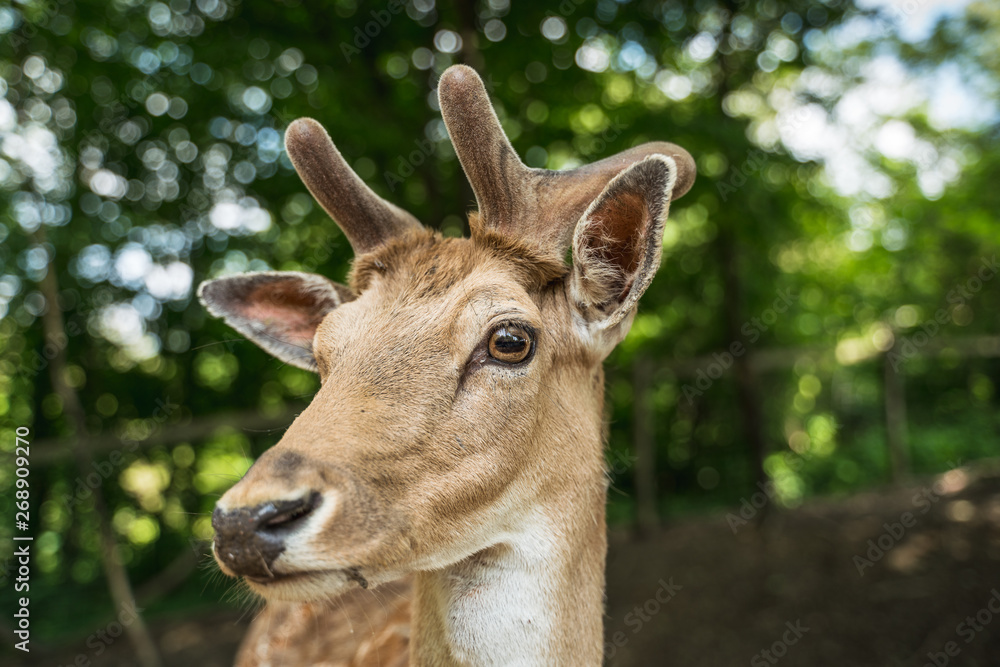 deer staring straight back at the camera -