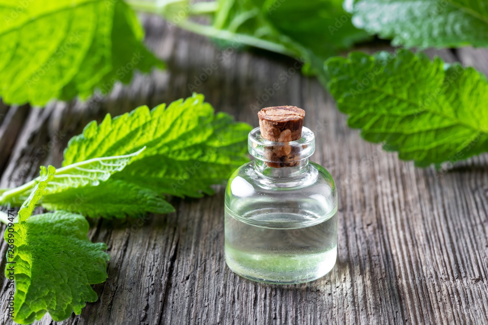 A bottle of melissa essential oil with melissa twigs A bottle of melissa essential oil with melissa twigs