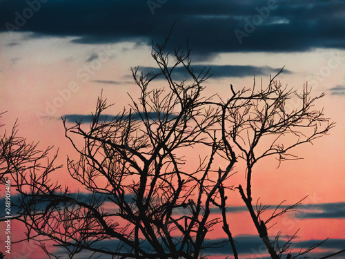 branches against sunset on winter