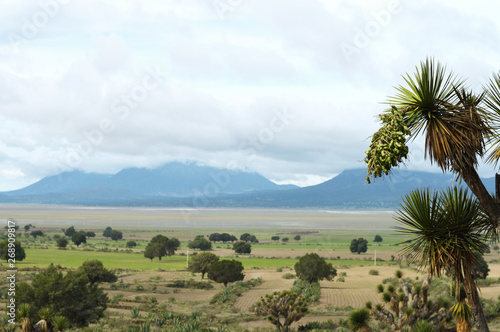mountains landscape with palm tree in foreground