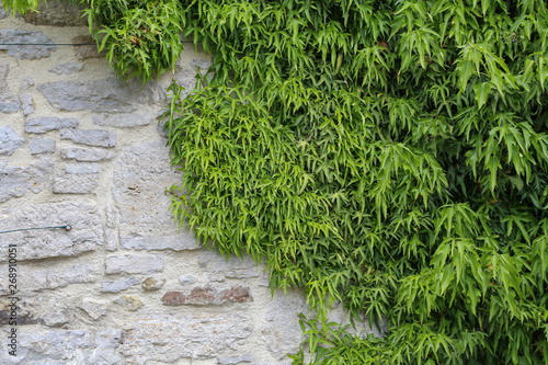 Green leaves of wild grapes weaving on a stone wall