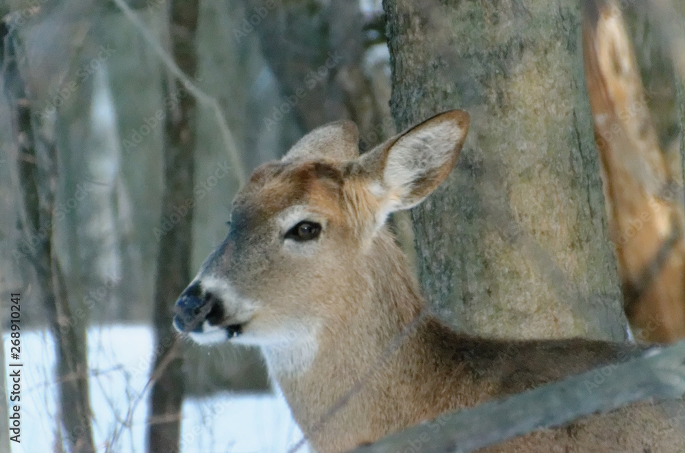 White-tailed Deer - Ontario, Canada