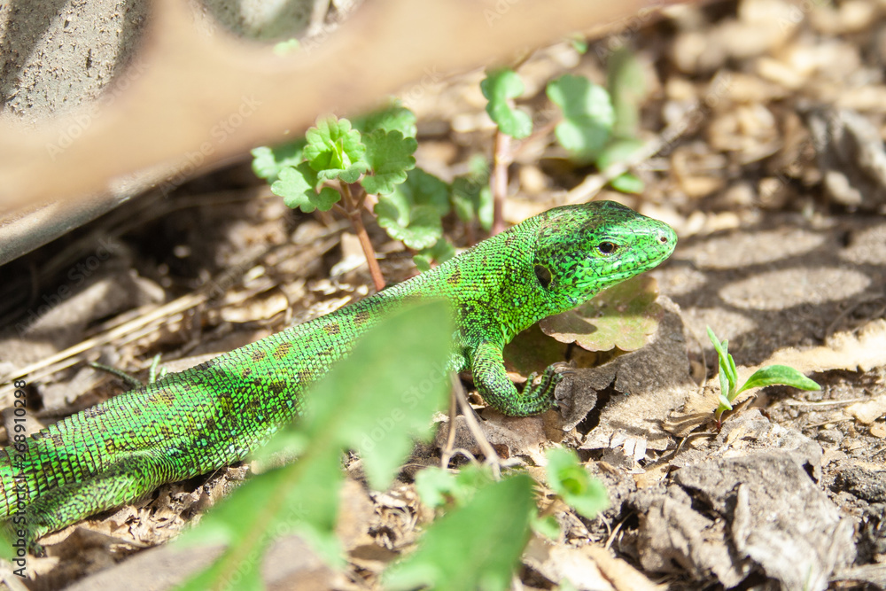 Beautiful little green lizard hiding from people at sunny day. Beautiful little green lizard hiding from people at sunny day.