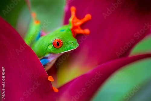 red eyed tree frog Costa Rica photo
