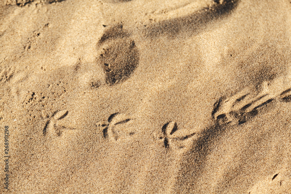 Bird tracks in the sand. Textured background Bird tracks in the sand. Textured background