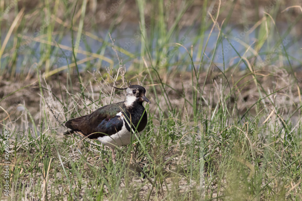 lapwing (vanellus vanellus)