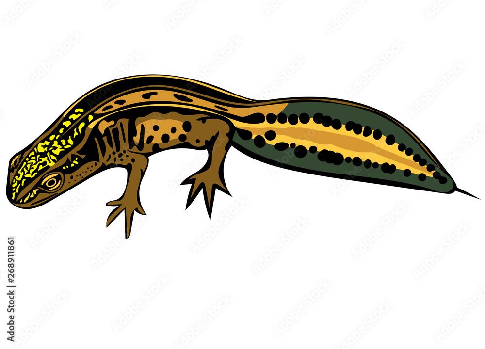 Obraz premium Palmate illustration