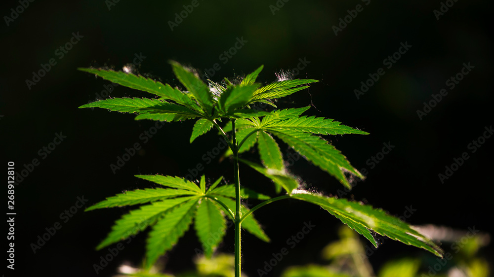 A green, large sheet of cannabis.The backlit, evening light hemp leaves.In the sun, hemp is swaying.Forest thickets.Green leaves glow in the sun. A green, large sheet of cannabis.The backlit, evening light hemp leaves.In the sun, hemp is swaying.Forest thickets.Green leaves glow in the sun.