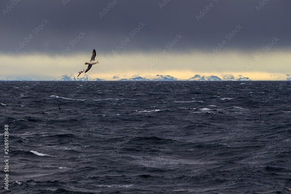 Ocean during a storm with seagulls and rocky horizon of Greenland,