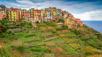 Papier peint photo Ligurie Vignobles en terrasses autour de Corniglia  © CrackerClips