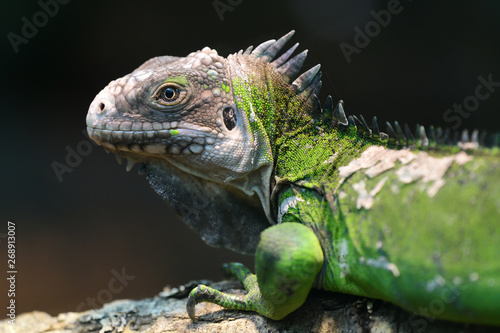 Lesser Antillean iguana (iguana delicatissima)
