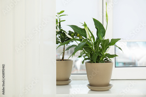 Beautiful exotic plants on window sill. Home decor