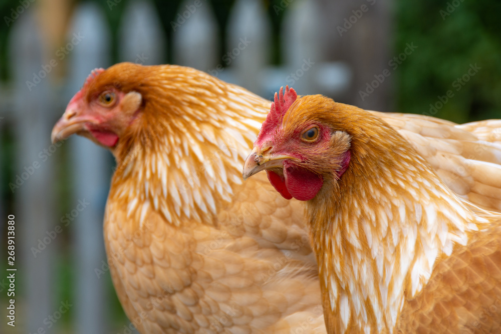 Deux poules en liberté dans la cour d'une petite ferme biologique
