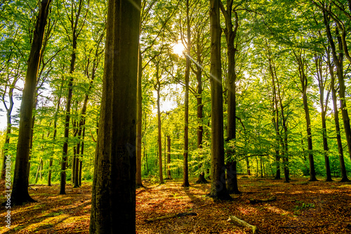 View of beautiful nature. Green trees in polish forests.