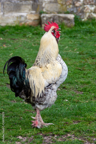 Coq chantant dans la cour d une petite ferme biologique