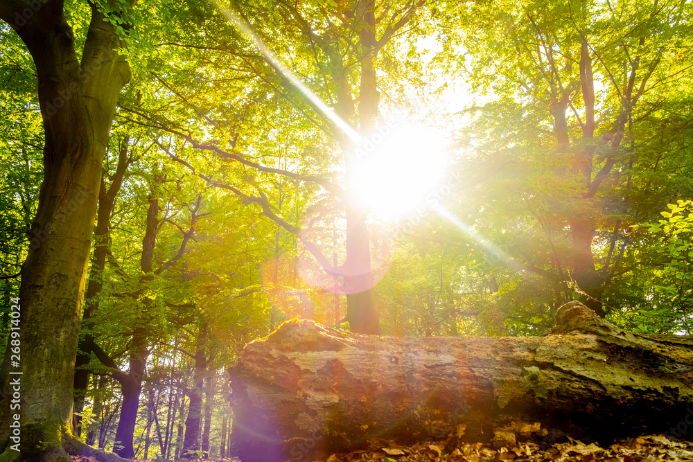 Naklejka premium The sun emerges from the forest.