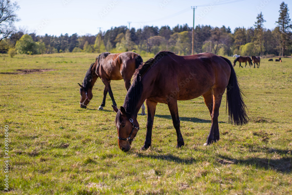 Horses graze in a meadow in a rural area. Horses graze in a meadow in a rural area.