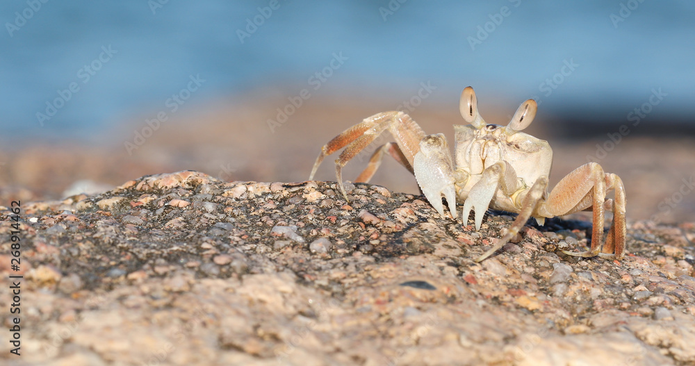 Crab sand beach close up. Cute crab on sand beach. Sand beach crab looking Crab sand beach close up. Cute crab on sand beach. Sand beach crab looking
