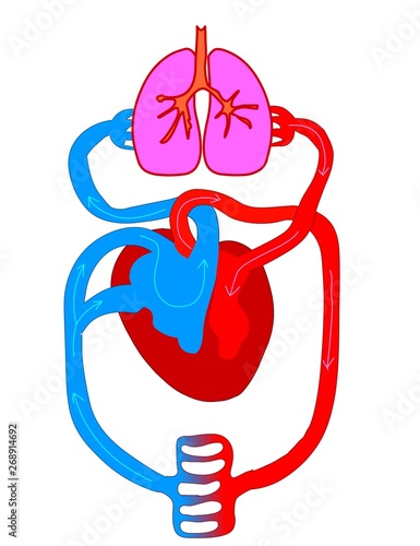 Heart circulatory system plane , Blood flow anatomy,  is made up of blood vessels that carry blood away from and towards the heart. Drawing vector illustration .