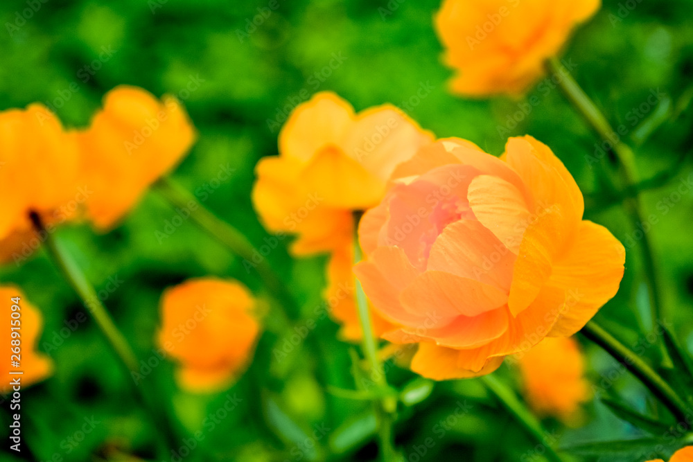 Blooming orange meadow flower in the garden Blooming orange meadow flower in the garden