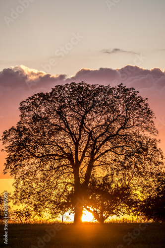 Baumgrundstück bei Sonnenuntergang