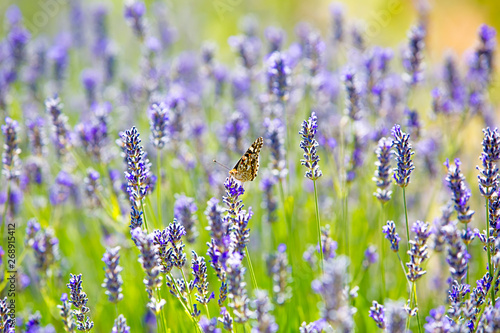 eco flowers, violet lavender flower field, closeup