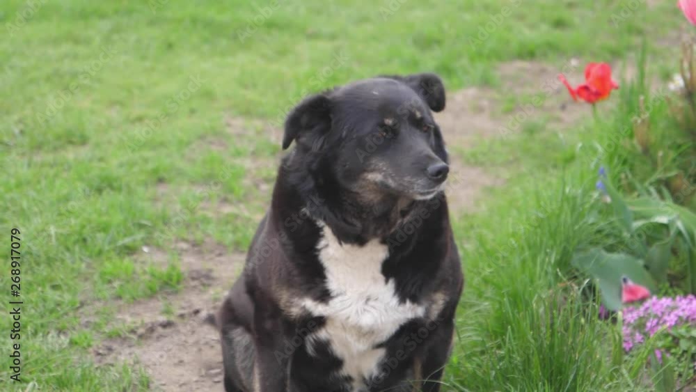 black dog in the village and plan black dog in the village and plan
