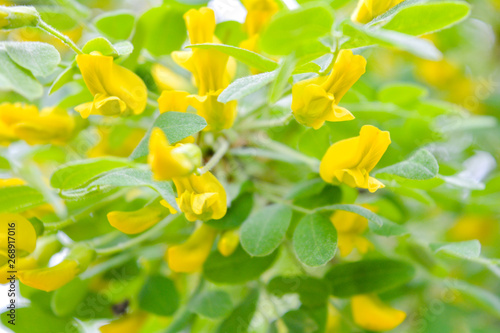 Flowers of yellow acacia shrub. Blooming Caragan arborescenes tree photo