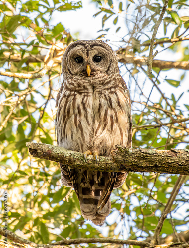 Barred owl in its natural habitat in Florida