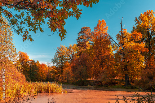 Autumn at the forest river in sunny day