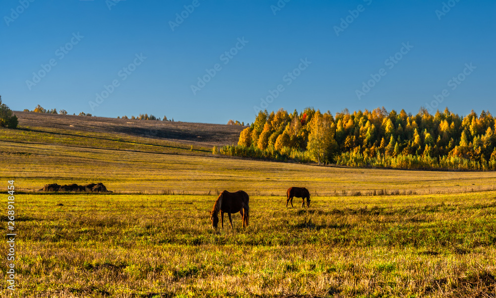 Obraz premium Wild horses are grazed on a big field in sunny day, Mari El, Russia